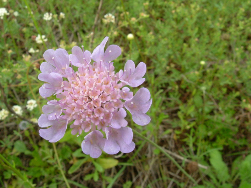 Fiori di greto 7 - Scabiosa sp.